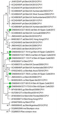 Viral skin diseases in odontocete cetaceans: gross, histopathological, and molecular characterization of selected pathogens